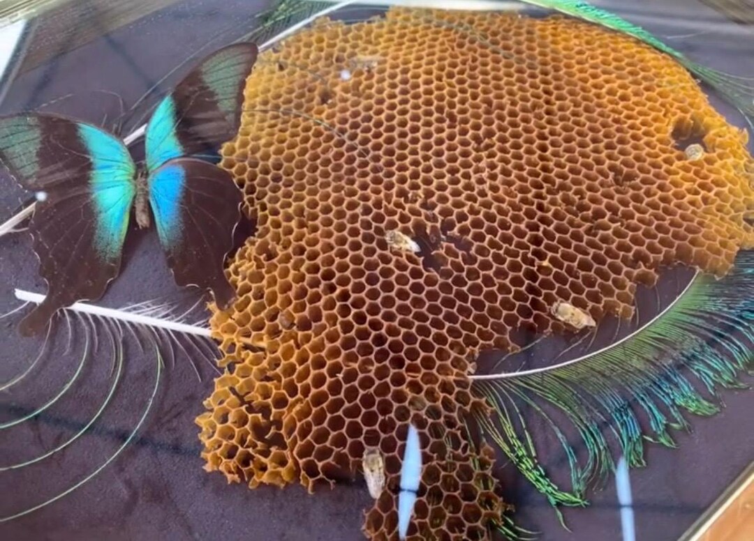Peacock Feather & Butterfly Shadowbox With Maine Honeycomb - Etsy