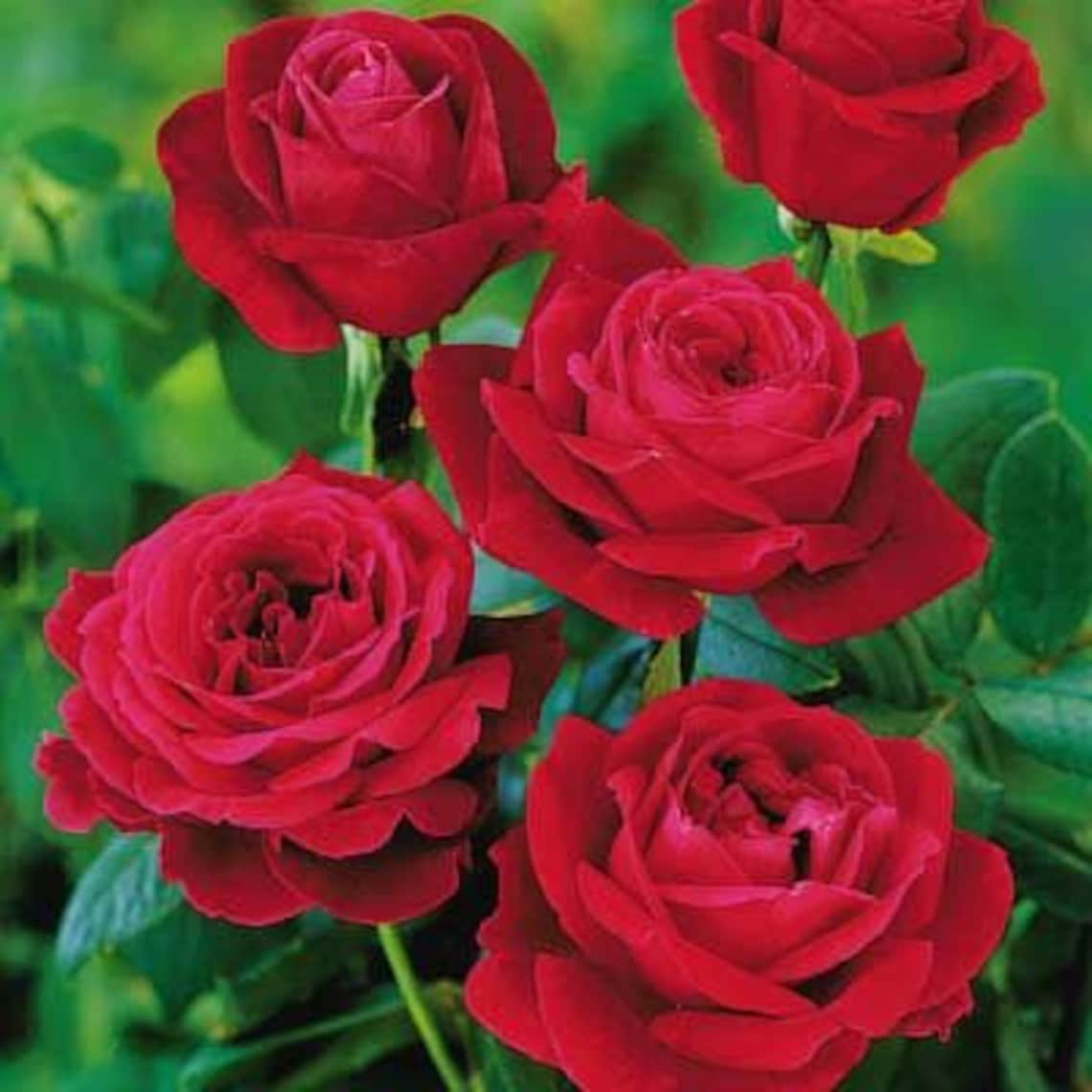 Mr Lincoln Rose Seeds 10 Per Pack Etsy