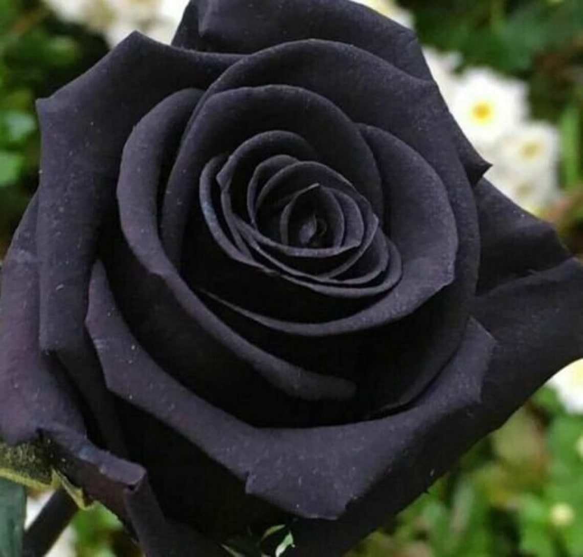 50Pcs Turkey Black Rose Seeds Flower Beautiful Rare Exotic Etsy
