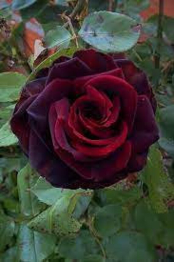BLACK Magic Rose Bush Seeds 10 seeds per pack Etsy