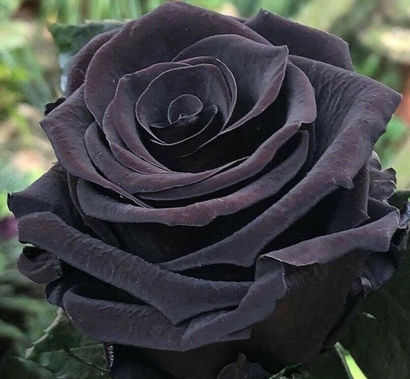 50Pcs Turkey Black Rose Seeds Flower Beautiful Rare Exotic Etsy