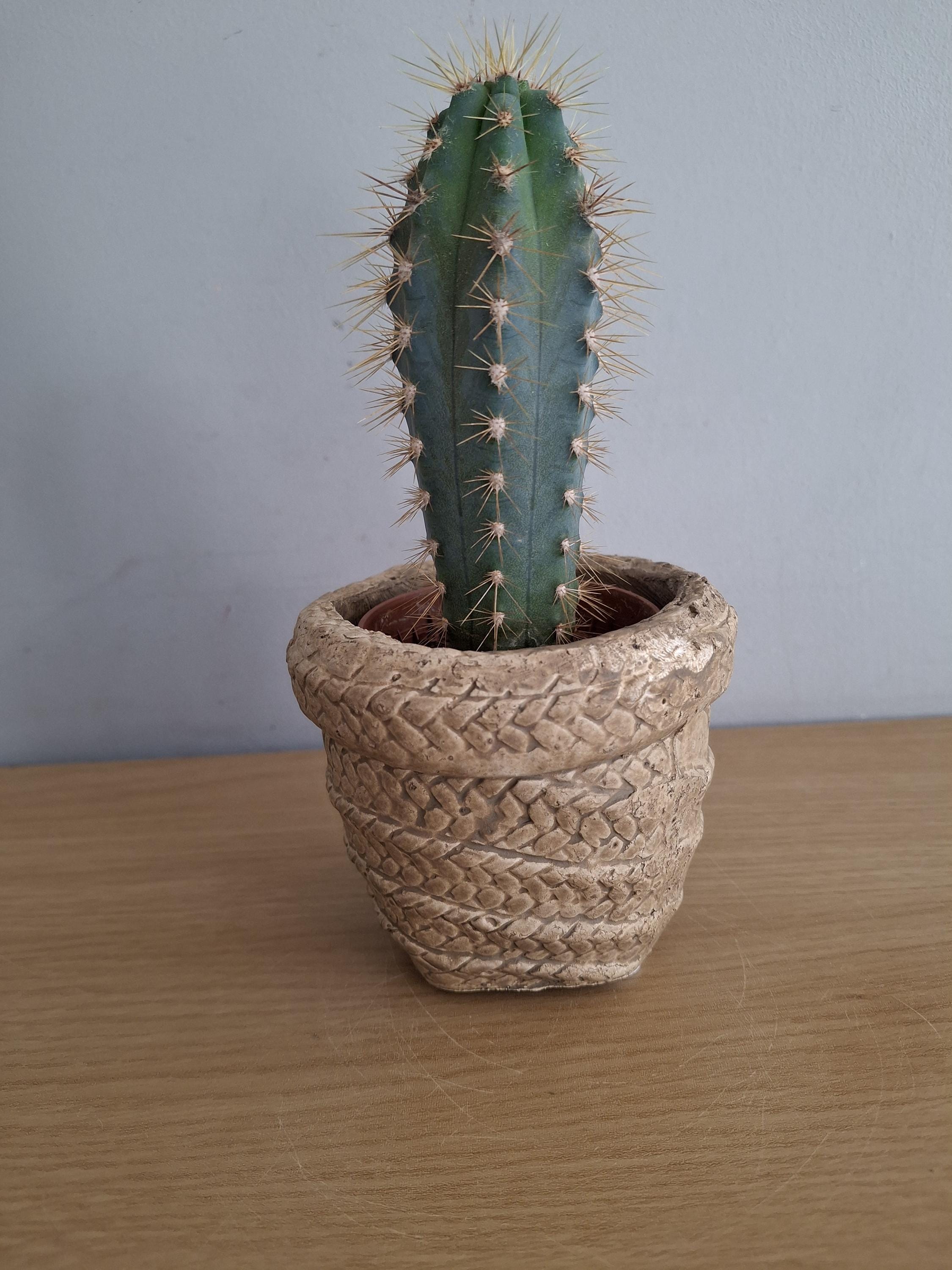 Rattan kaktus - Etsy Schweiz