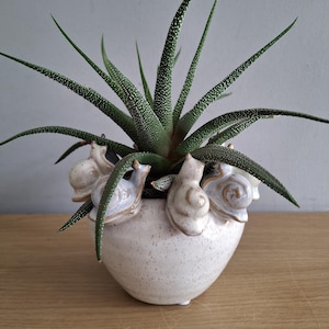 Può includere: Un piccolo vaso di ceramica macchiettata con figurine di lumache, che contiene una pianta succulenta verde con foglie lunghe e appuntite. Il vaso è bianco con macchie marroni.