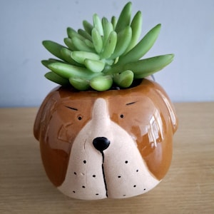 Può includere: Una fioriera a forma di cane in ceramica con una succulenta verde chiaro. La fioriera è marrone e beige con finitura lucida, con un design a forma di muso di cane. La succulenta ha molteplici foglie verdi.