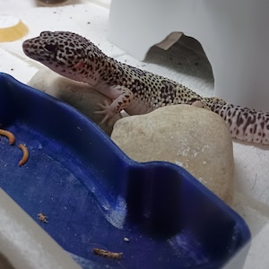 River Insect Bowl for Leopard Geckos | Mealworm-Proof Feeder Insect Bowl for Bearded Dragons, Reptiles, Small Pets