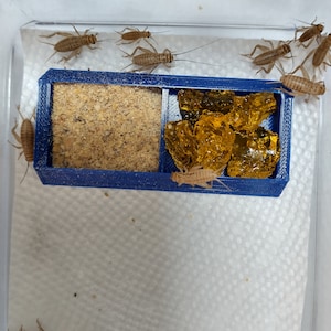 Cricket Food and Water Holder | Small Dish for Mealworms, Crickets, Other Feeder Insects | Food Holder for Leopard Geckos and Other Reptiles