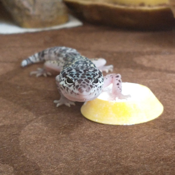 Leopard Gecko Bowl Etsy