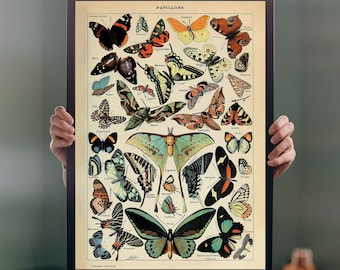 May include: A vintage educational chart featuring a collection of colorful butterflies with their scientific names. The chart is titled "Papillons" and includes butterflies with names like "Argus" and "Machaon".