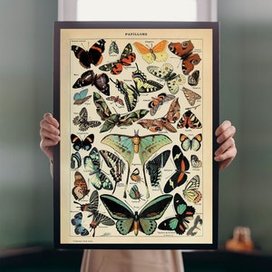 Papillons Pour Tous 1907 vlinder illustratie A5-A1 Adolphe Millot Larousse Franse muurkunst vintage decor