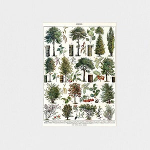 May include: A vintage botanical illustration poster featuring a collection of trees and shrubs. The poster is printed on white paper with a black border and includes the title "Arbres" in French.