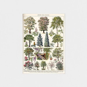 Arbres d'Ornement ver2 Bäume 1932 Buch Illustration Zeichnung A5-A1 Larousse du XXème Siècle Französische Wand Kunst Vintage Dekor