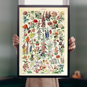 Adolphe Millot Floral Illustration Art Print: Vintage French Botanical Poster