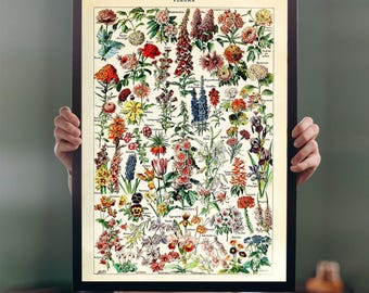 1912年ヴィンテージ植物ポスター、花のイラスト、アンティークプレート