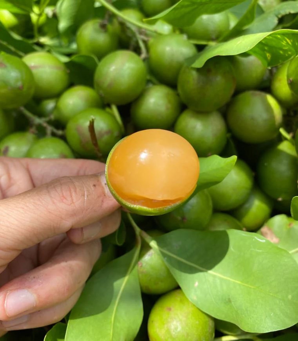 Spanish Lime Melicoccus Bijugatus Genip Quenepa Mamoncillo Etsy