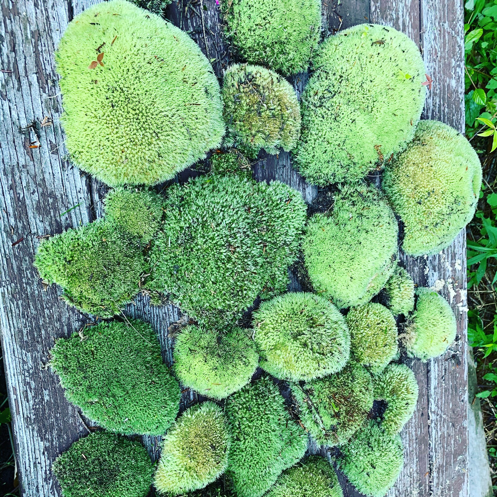 10 sq.ft Preserved Cushion Moss/ Pillow Moss Etsy