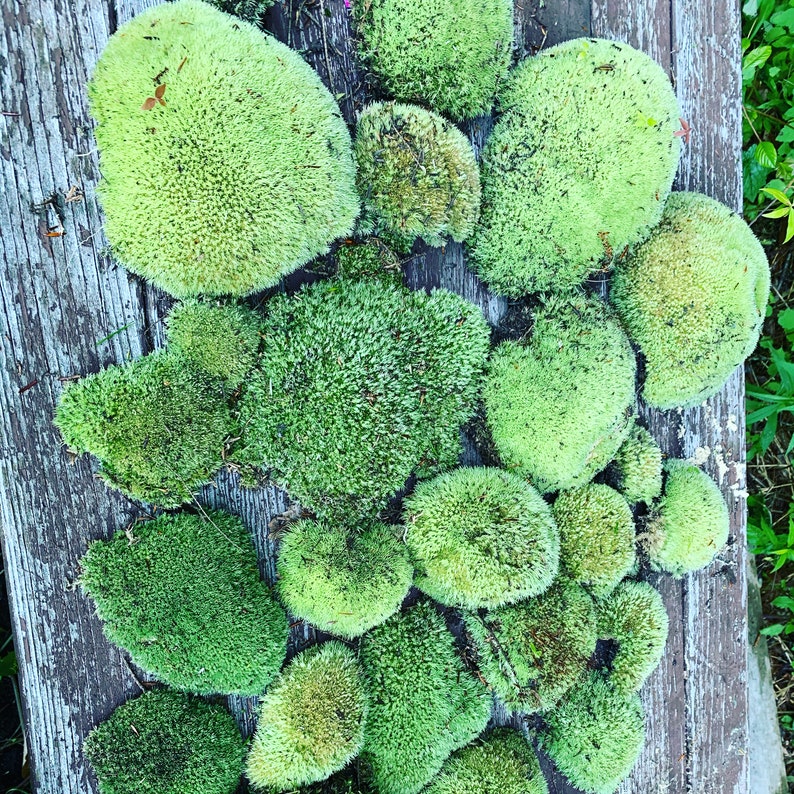 7 Sq. Ft Preserved Cushion Moss/ Pillow Moss Etsy
