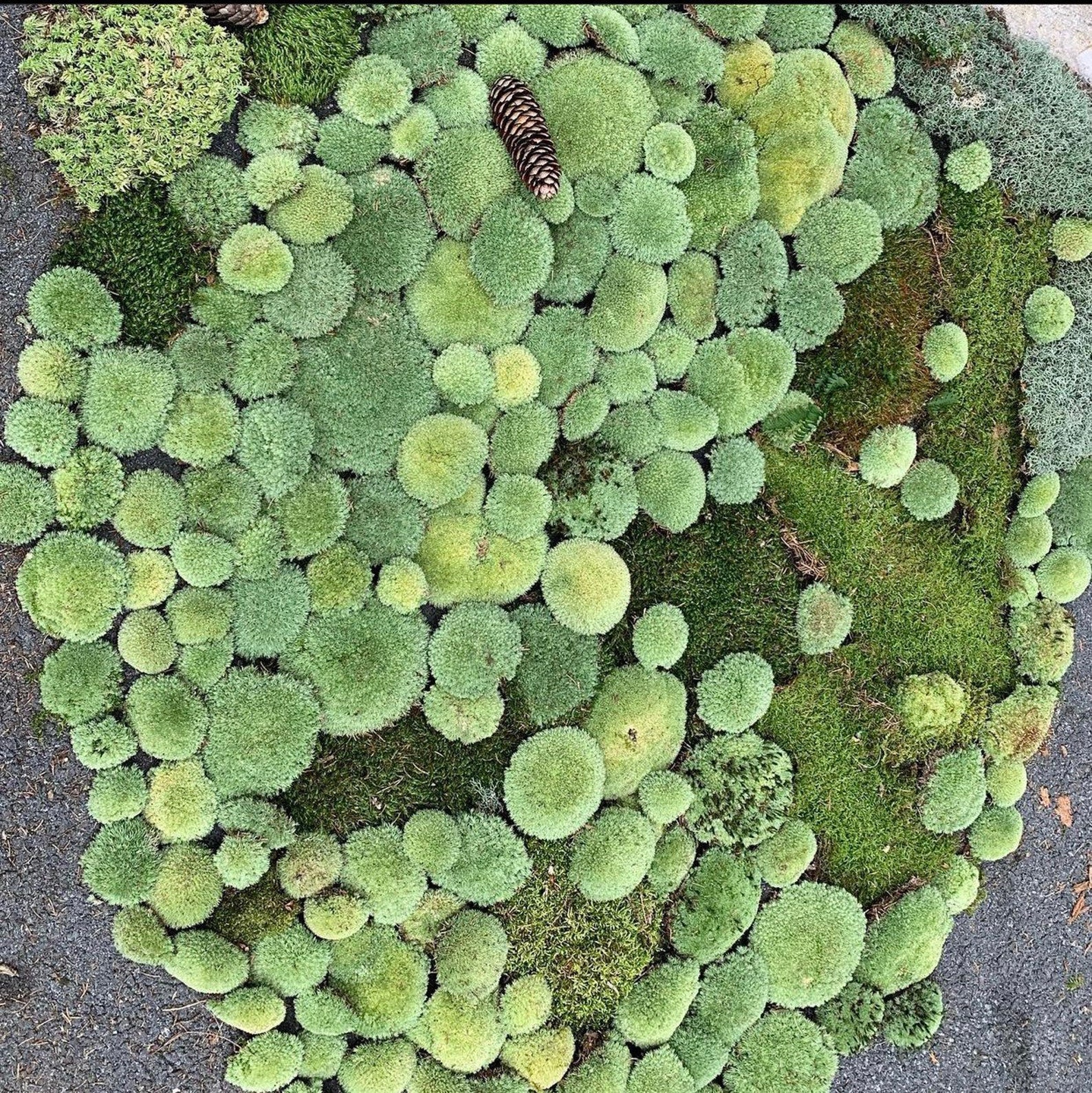 10 sq.ft Preserved Cushion Moss/ Pillow Moss Etsy