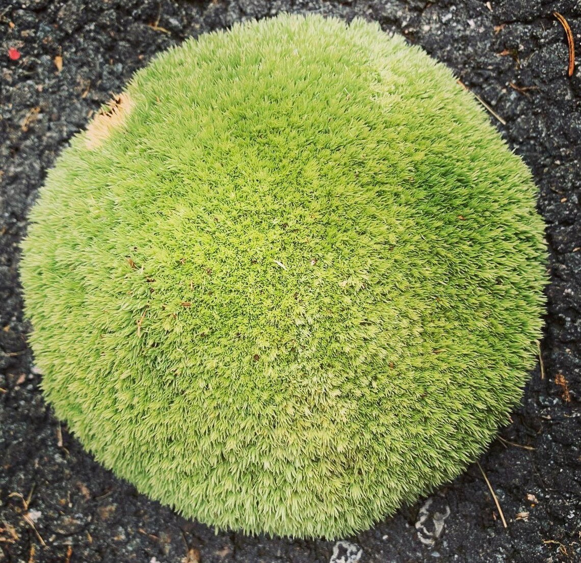 10 sq.ft Preserved Cushion Moss/ Pillow Moss Etsy