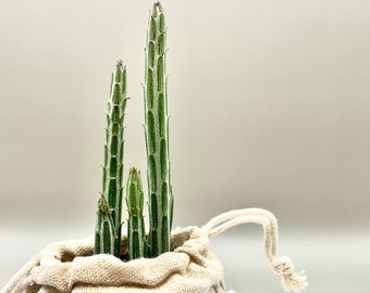 Senecio Stapeliiformis | Cornichons Kleinia | Plante d'intérieur Bougie d'intérieur cactus | Succulentes | Propagation croissante | Motif inhabituel de cactus rares