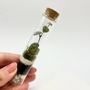 May include: A glass vial with a cork stopper, housing a small plant with heart-shaped leaves. The vial's interior has layers of soil, white pebbles, and moss. The plant's leaves are green with white speckles.