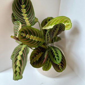 RARE Rooted Prayer Plant | Maranta leuconeura Fascinator | Pink Leaf| Indoor | Pet Safe | Easy Care | Houseplant | Propagation | Trailing