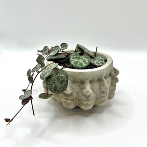May include: A String of Hearts plant in a distinctive, light grey, face-shaped pot. The plant has small, heart-shaped leaves with a mottled pattern. The pot features multiple sculpted faces around its exterior, adding a decorative touch.