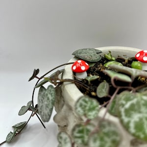 May include: A String of Hearts plant in a white, textured pot, decorated with two miniature red and white mushroom figurines. The plant has heart-shaped leaves with a mottled pattern, creating a whimsical, decorative display.
