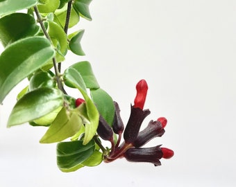 RASTA Red Lipstick Plant | Aeschynanthus | Houseplant | Trailing | Easy Care | Pet Safe | Cutting Propagation | Live Fast Growing Indoors