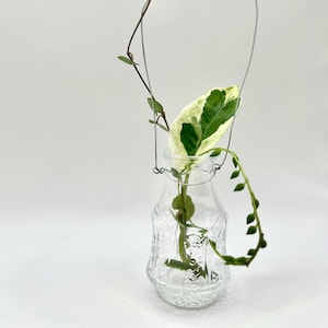 May include: A clear glass bottle with an embossed pattern, containing a green and white variegated leaf and a trailing vine. A silver wire handle arches over the bottle, creating a unique display for a small plant.