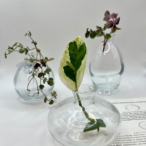 Puede incluir: Tres pequeños jarrones de vidrio transparente, cada uno con un esqueje de planta diferente. Un esqueje tiene una hoja verde y blanca, otro tiene hojas verdes pequeñas y el tercero tiene hojas rosas y verdes. Los jarrones están sobre una superficie blanca.