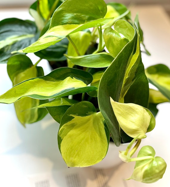 Buy Heart Shaped Philodendron Hederaceum Cordatum | Heartleaf Brazilian |  Easy Fast Growing | Houseplant | Water Glass Propagation | Trailing Online  in India - Etsy