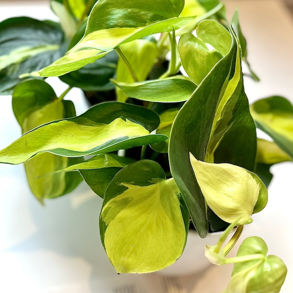 Heart Shaped Philodendron hederaceum cordatum | Heartleaf Brazilian | Easy Fast Growing | Houseplant | Water Glass Propagation | Trailing