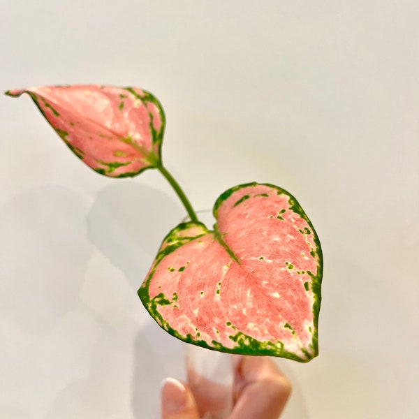 Rare Pink Dalmatian Aglaonema | Chinese Evergreen | Aglaonema commutatum | Easy Care | Lady Valentine | Indoor Plant Cutting | Red Zirkon
