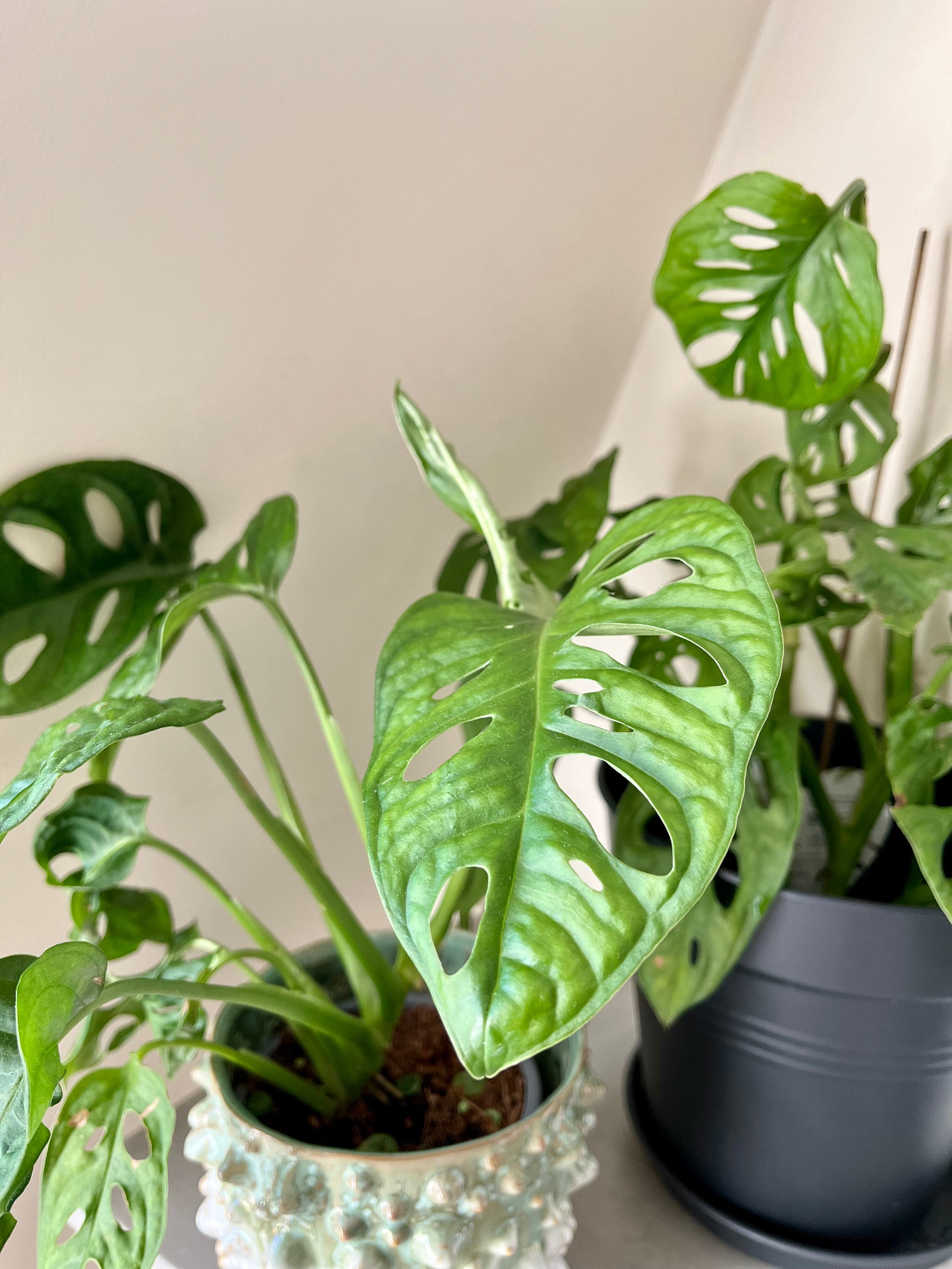 Monstera adansonii | Swiss Cheese Plant | Monkey Mask | Trailing Vine |  Easy Fast Growing | Cutting Snips | Water Propagation | Houseplant