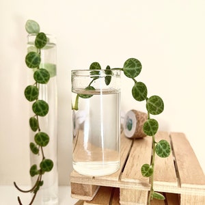 May include: Two glass vases, one tall and cylindrical, the other short and wide, each containing water and a string of green, patterned leaves. The vases are on a small wooden pallet. The leaves have a diameter of approximately 1 cm.