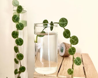 String of Turtles | Peperomia Prostrata | Trailing Houseplant | Easy care | Rare Plant | Live Plant | Fast Growing | String of Pearls Hearts