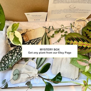 Mystery Box Houseplant | Indoors Plant Cutting | Propagation | Plant Lover Gift Present | Rooted or unrooted | Easy Care | Fast Growing