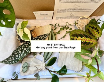 Mystery Box Houseplant | Indoors Plant Cutting | Propagation | Plant Lover Gift Present | Rooted or unrooted | Easy Care | Fast Growing