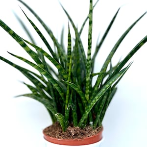 May include: A snake plant in a white pot. The long, green leaves have lighter green markings. The plant is in a brown pot. The background is plain white.