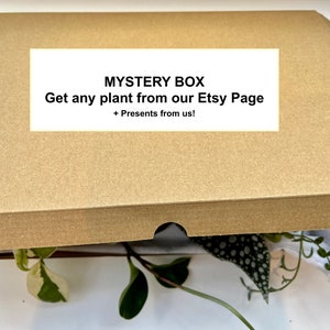 Mystery Box Houseplant Indoors Plant Cutting Propagation Plant Lover Gift Present Rooted or unrooted Easy Care Fast Growing image 4