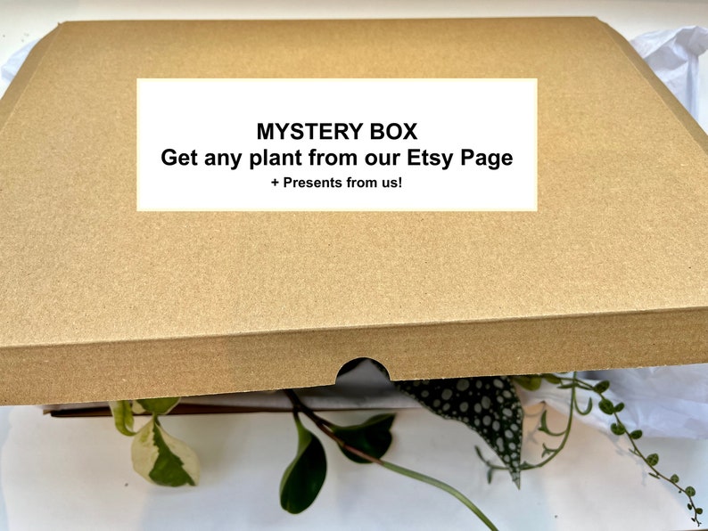 Mystery Box Houseplant Indoors Plant Cutting Propagation Plant Lover Gift Present Rooted or unrooted Easy Care Fast Growing image 4