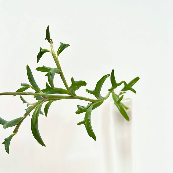 String of Dolphins Jumping | Senecio peregrinus | Trailing Succulent | Rare Indoor| Houseplant | Live Plant Cutting | Fast Growing | Easy