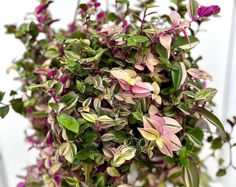 Tricolour Tradescantia Quadricolour | Hanging Houseplant | Plant Cutting | Pink Green White Leaf | Mandula Lisa | Climbing Vine Snips | Easy