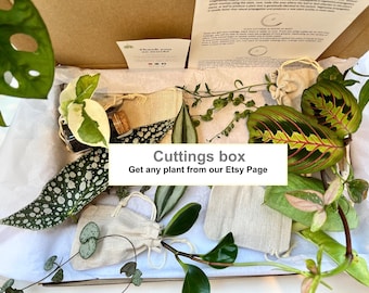 Houseplants Mystery Box Indoors Plant Cutting | Propagation | Plant Lover Gift Present | Rooted or unrooted | Easy Care | Fast Growing Snaps