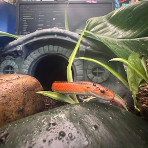 May include: An orange and black snake is partially visible, positioned among green plants and a grey, decorative house structure. The snake's head is in focus, with its body partially obscured by foliage. The scene suggests a terrarium or habitat setting.