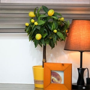 Minimalist Zoom Background with Lamp, Digital Virtual Background for Zoom Meetings,  Virtual Meetings, Facebook, WebEx