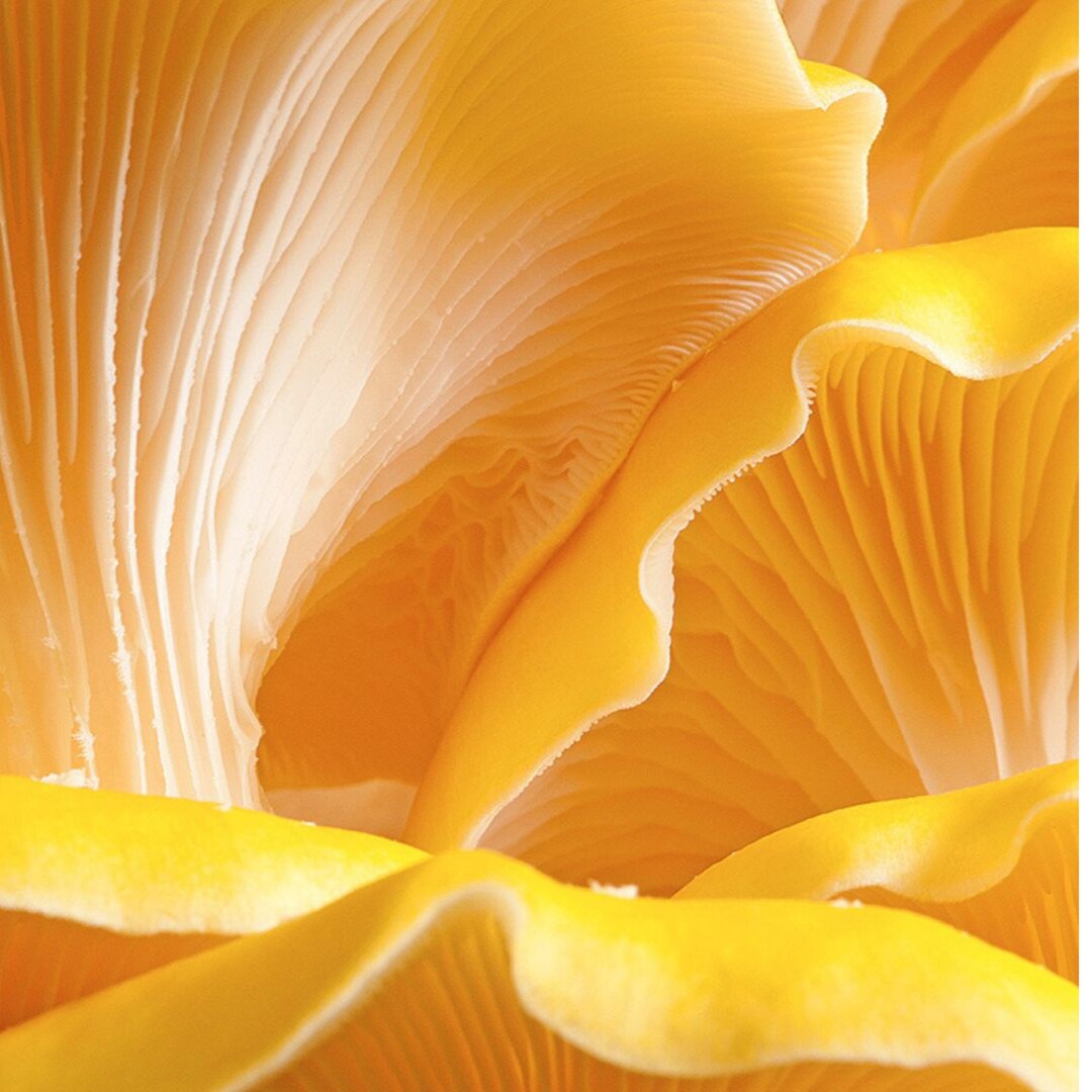 Mushroom Desktop Wallpaper Zoom Background Digital Virtual Background