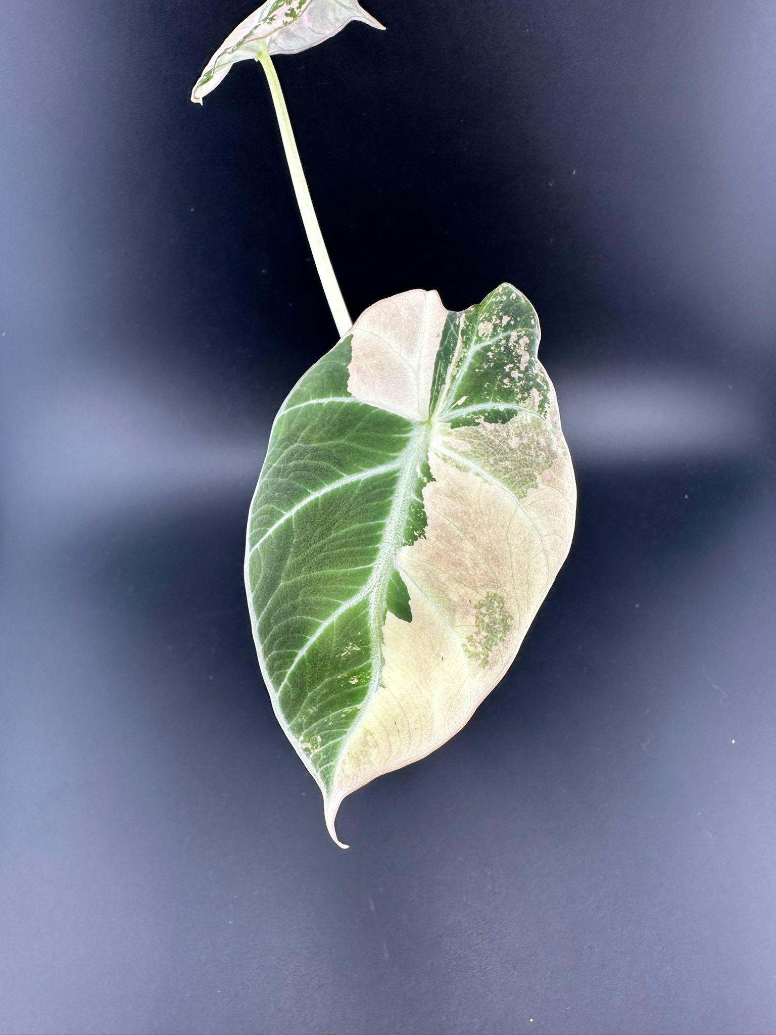 アロカシア・マハラニ・アルボ 斑入り (full moon +tricolor) アロカシア・マハラニ・アルボ : r/alocasia