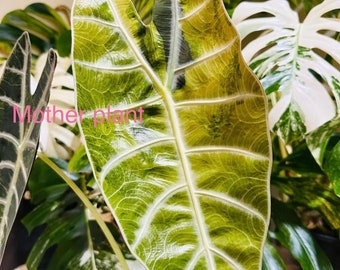 Bonte Alocasia Aurea watsoniana Chonk. Actief groeipunt. Meerdere groeipunten. 2oz kopje. Amerikaanse verkoper