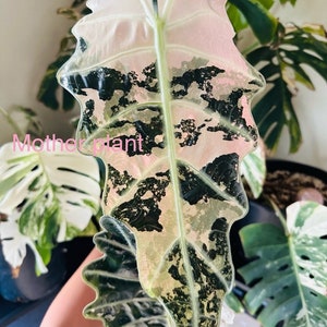 Variegated Alocasia pink amazonica Chonk. (True amazonica not Polly  )2oz cup